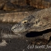 dragon_komodo_hsb_rinca_h_0960_kom2737.jpg